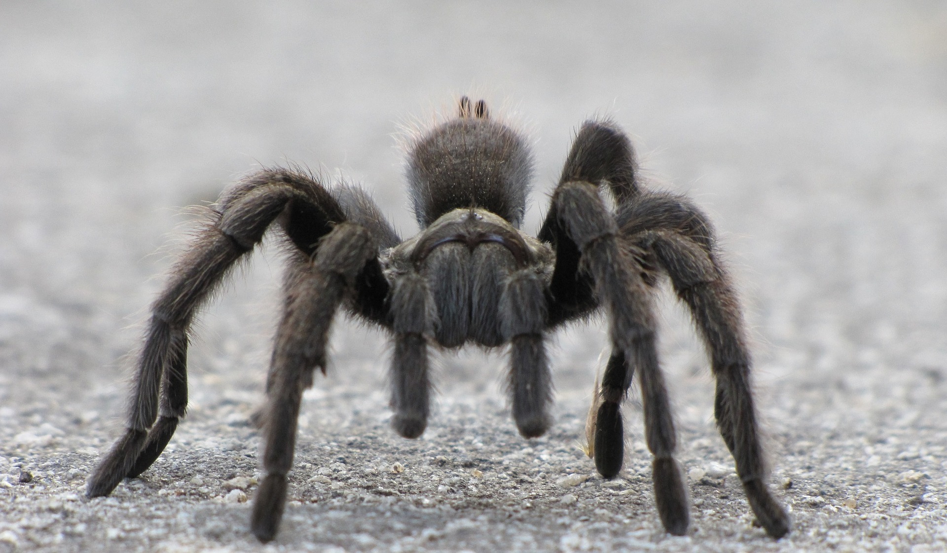 What Are Chilean Rose Tarantulas?