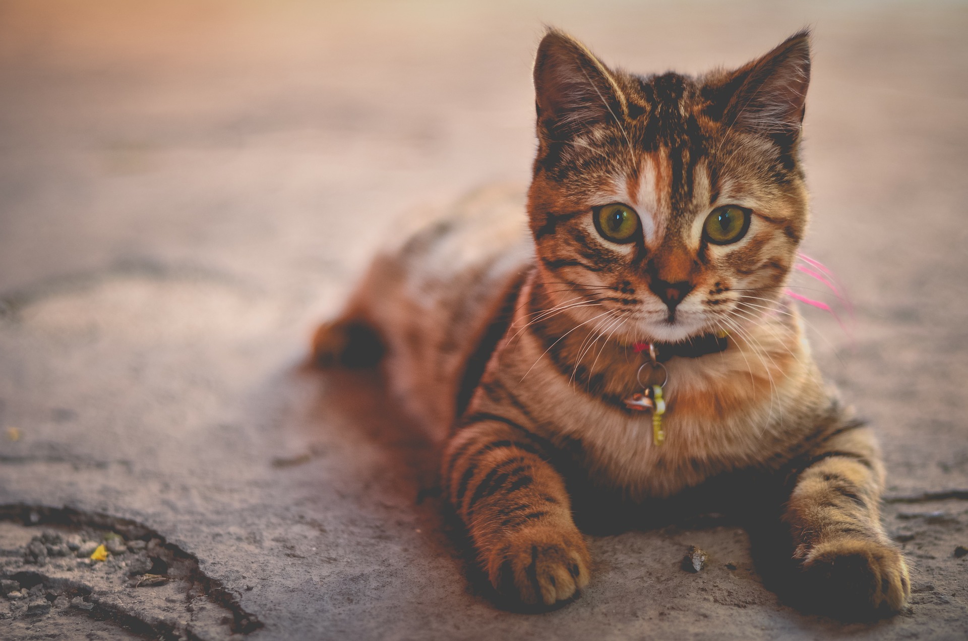 Why Do Cats Jump on the Counter?