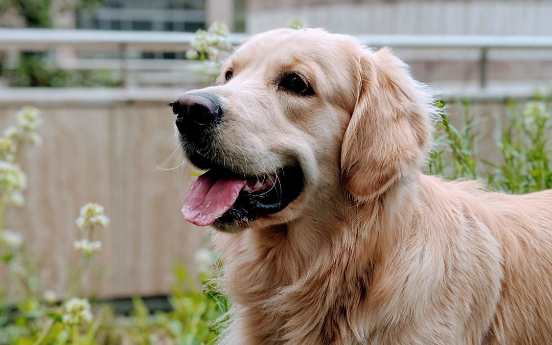 Can Golden Retrievers Live in Hot Climate?