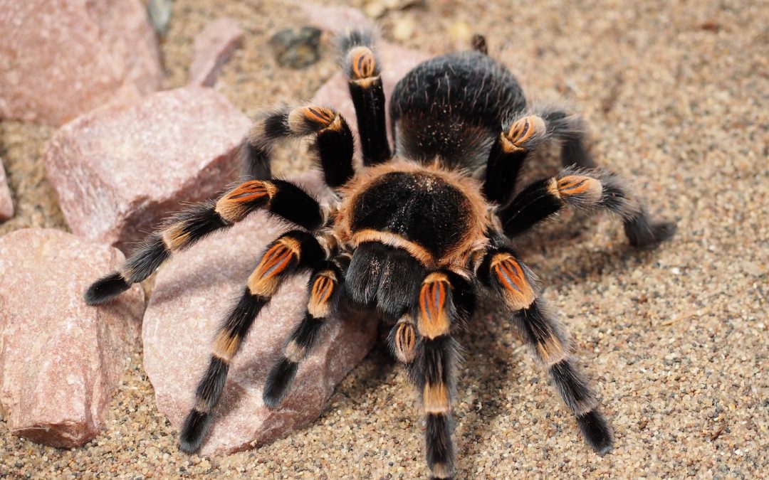 What Are Pink Toe Tarantulas?