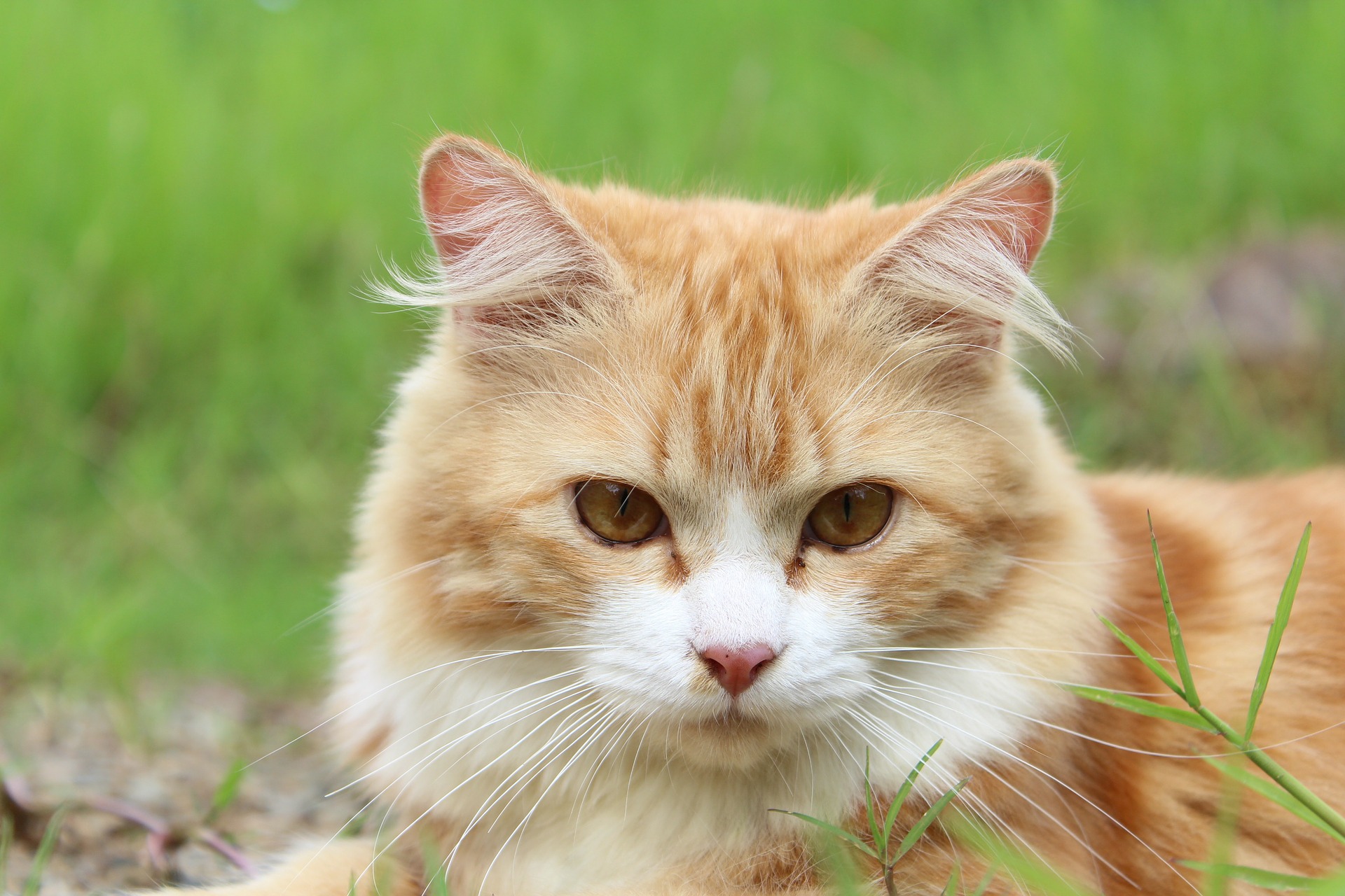 How Do I Stop My Cat from Pooping in the Sink or Tub?