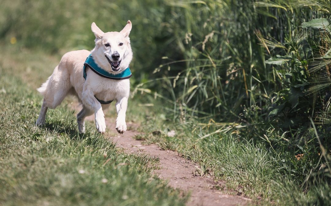 Why Do Dogs Run Away?