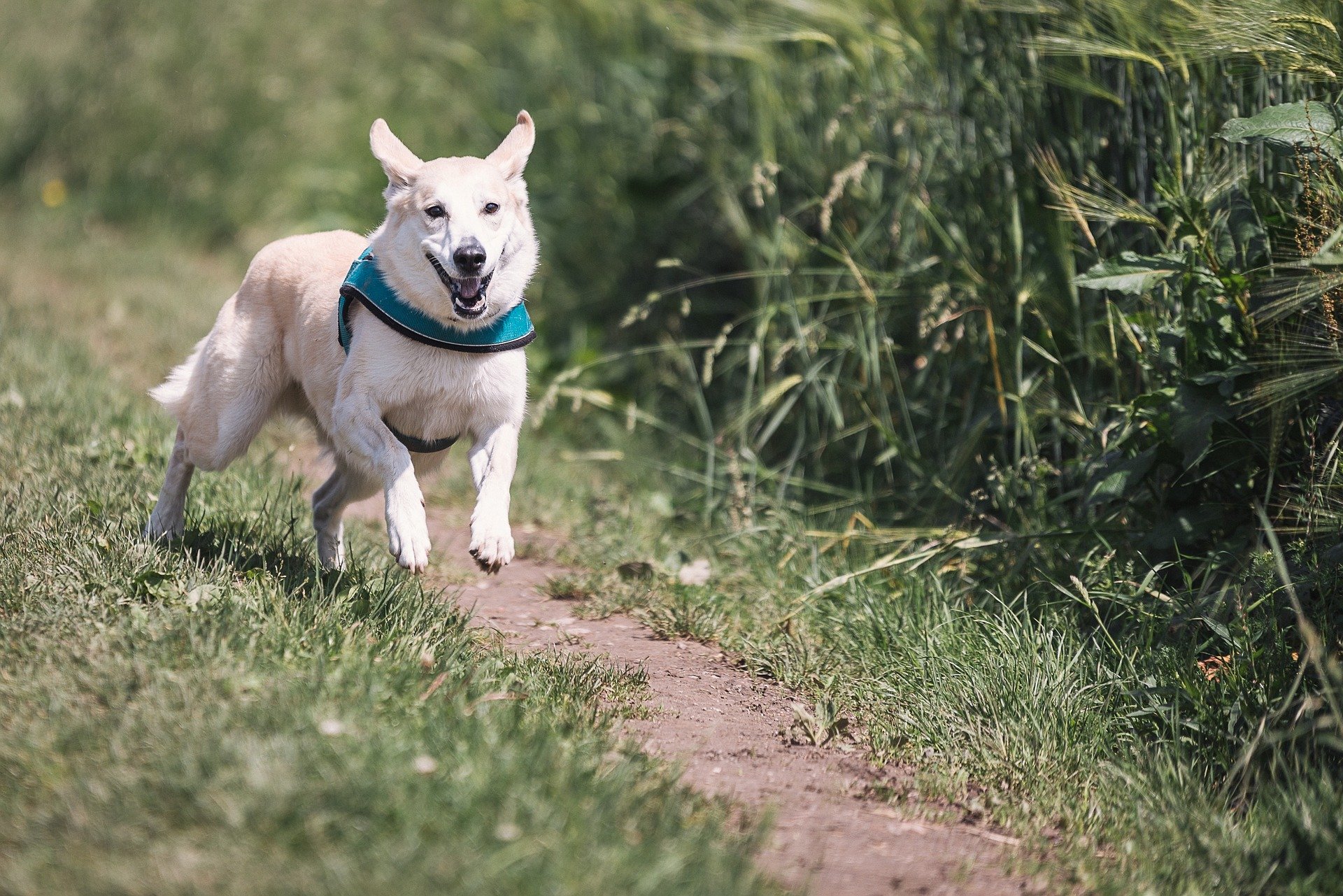 will greyhounds run away