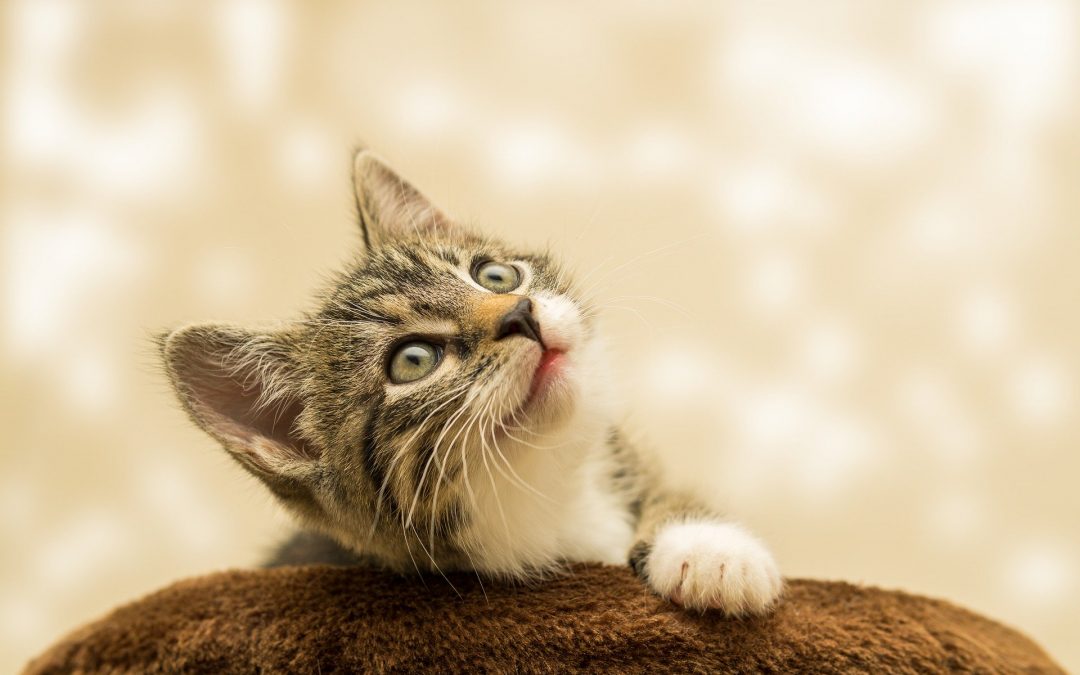 What You Can Do to Solve Your Cat’s Behavior?