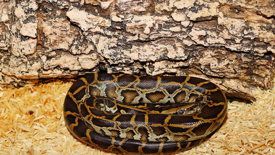 Handling Your New Pet Burmese Python