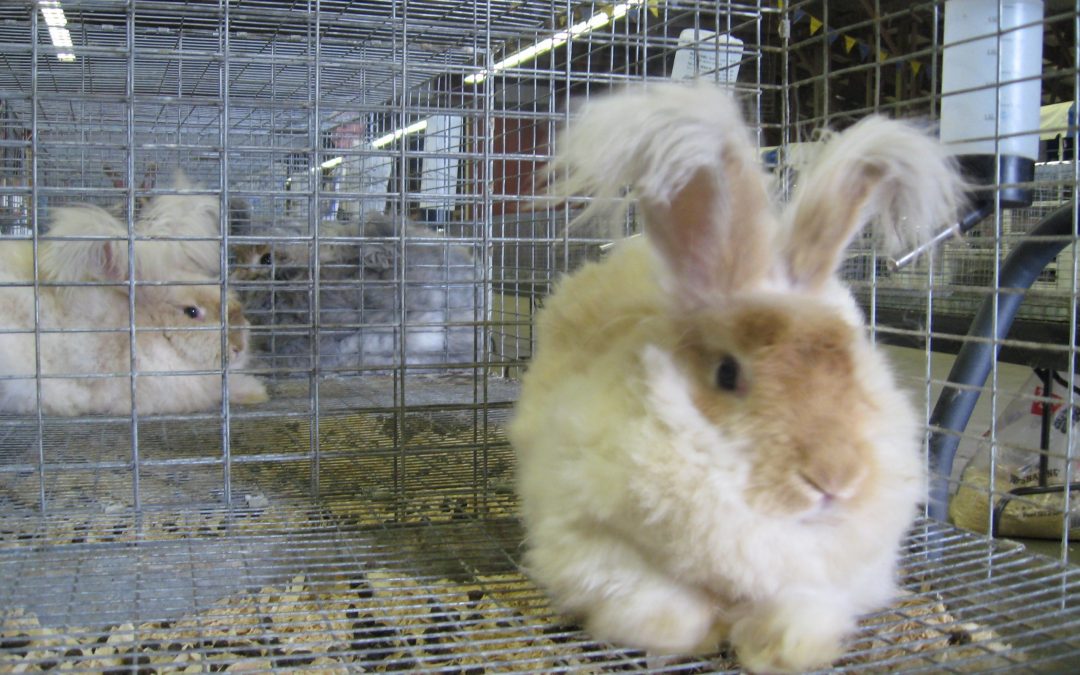 What’s the Right Habitat for Angora Rabbits?