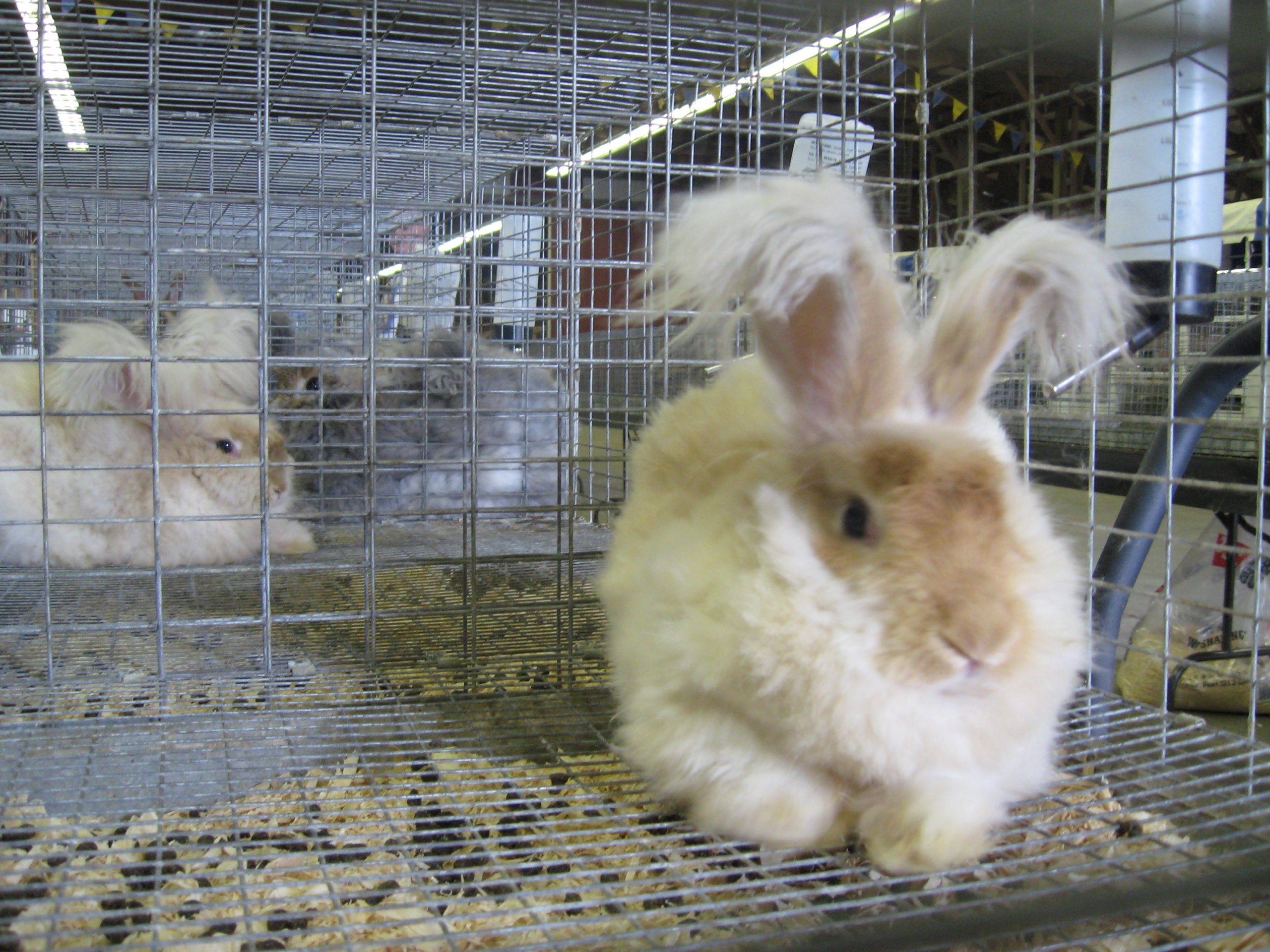 Angora rabbit outlet cage