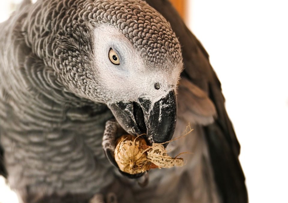What to Feed Your African Grey?
