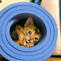 Cute Abyssinian kittens wrapped in sheets