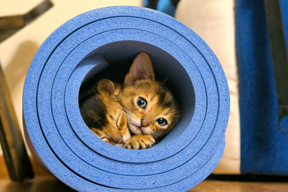 Cute Abyssinian kittens wrapped in sheets