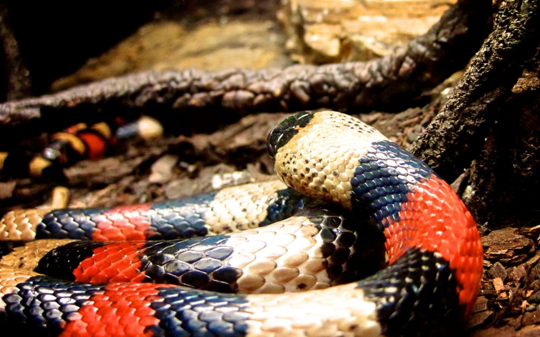 What Are the Basic Needs of Pueblan Milk Snake?
