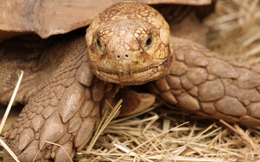 Is Sulcata Tortoise Right For You?