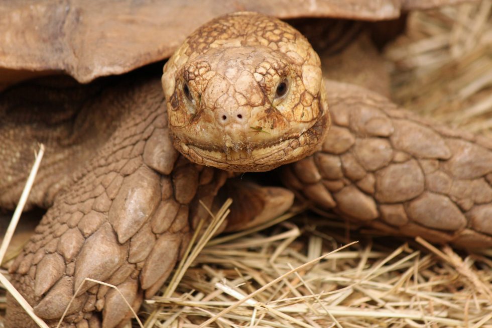 How to Make Sulcata Tortoise Eat Grass?