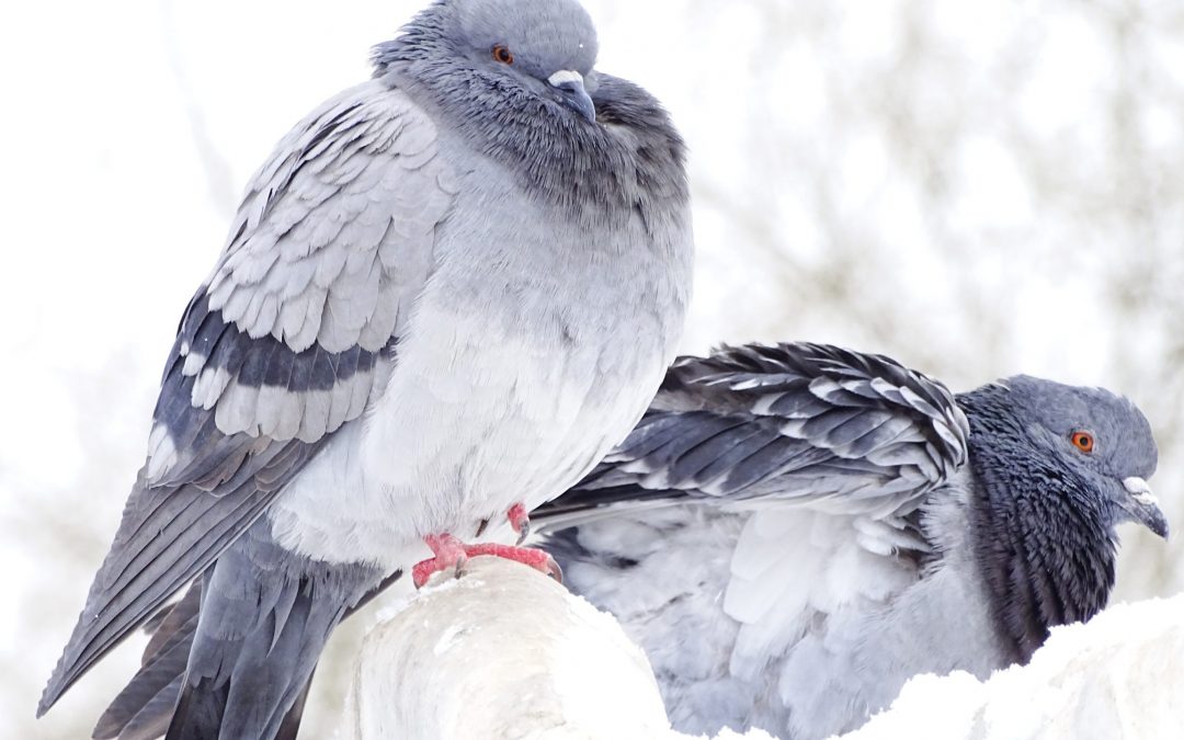 Can Pigeons Be Good Pets?