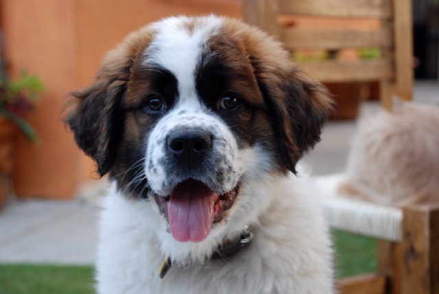 How to Puppy – Proof Your Saint Bernard Pet?