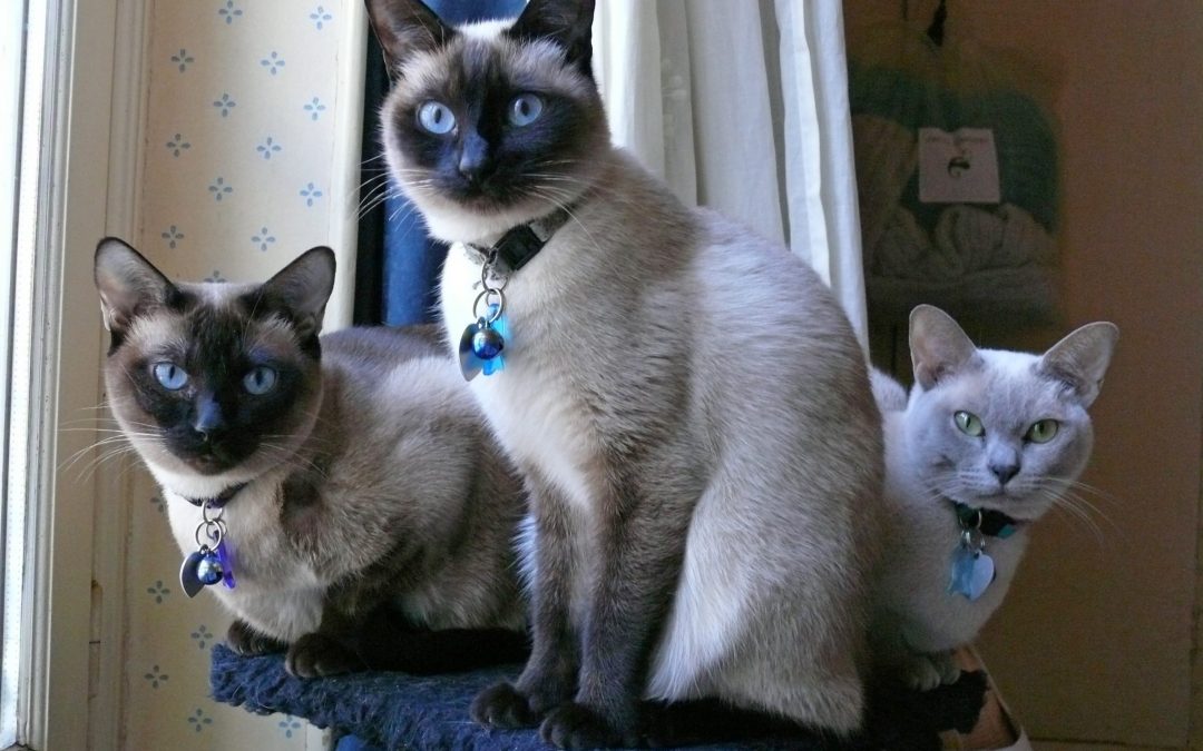 Are Siamese Cats Good Pets?