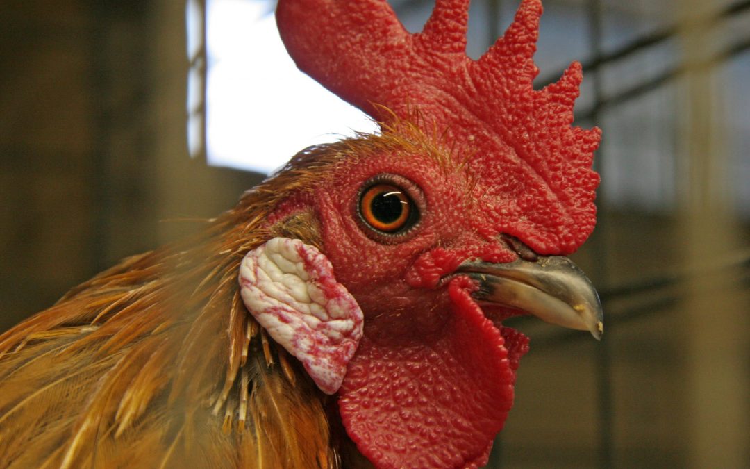 What You Need to Know About Roosters