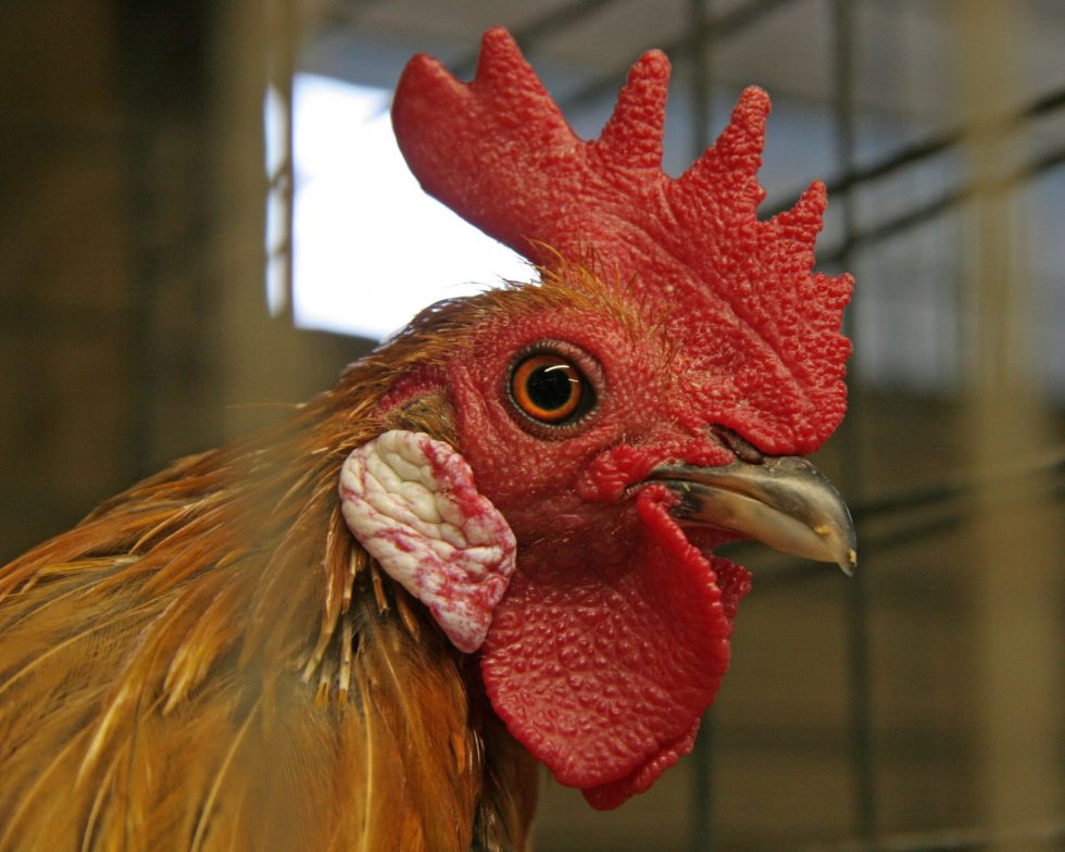 What You Need to Know About Roosters