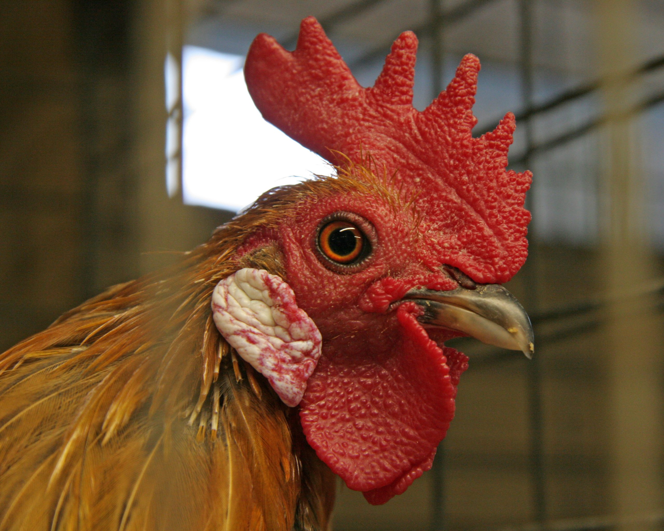 What You Need to Know About Roosters