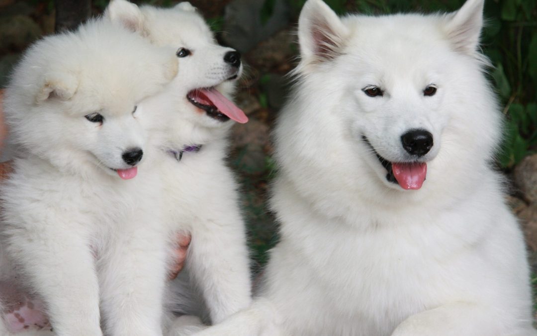 Are Samoyed Dogs the Right Breed for You?