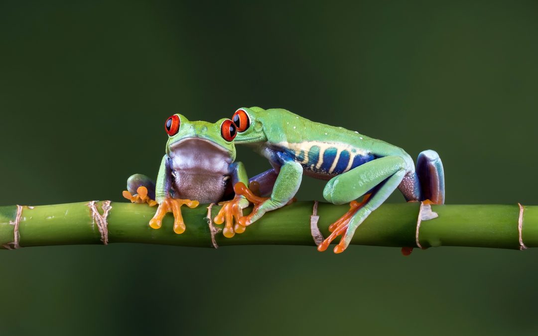 What Are the Basic Needs of Red – Eye Tree Frogs?