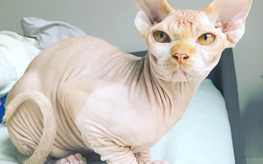 How to Buy Cat Food for Your Sphynx Cat