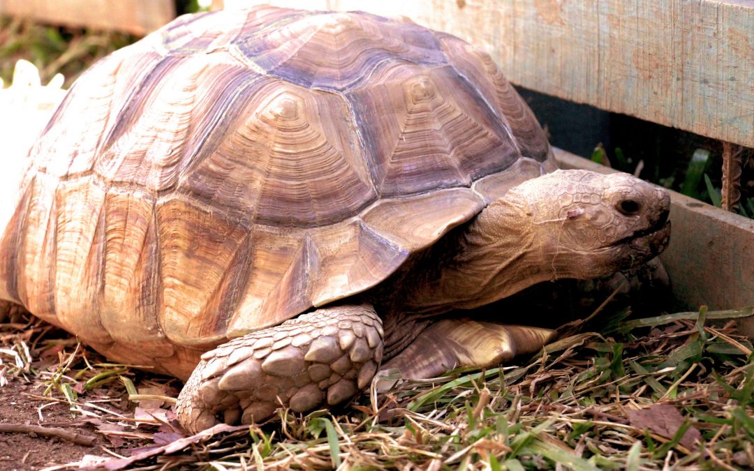 Do You Need UVB Lighting for Your Tortoise?
