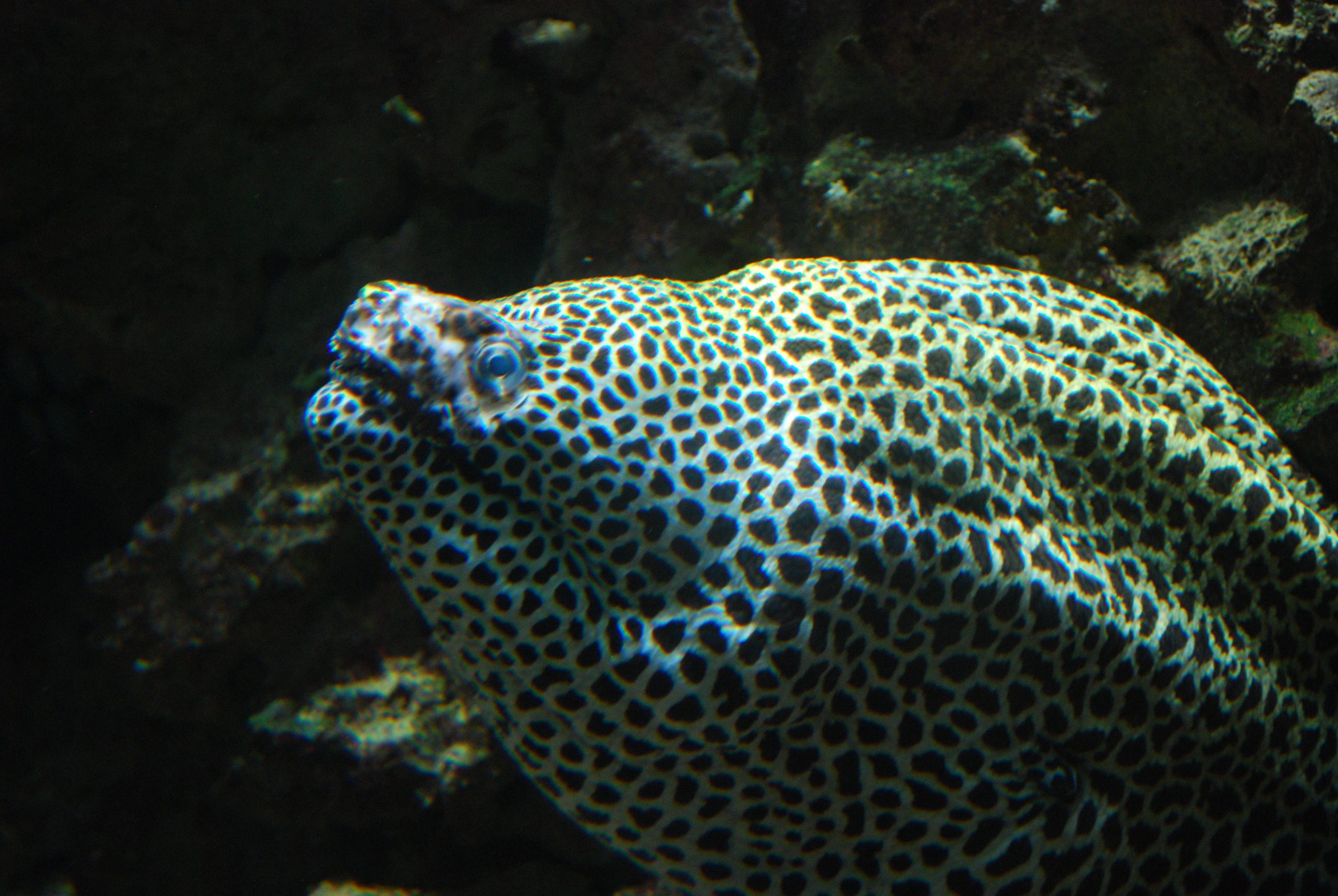 What You Need to Know About Eels?