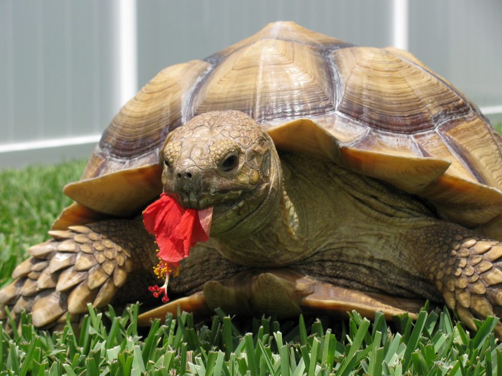 Should I Worry About My Sulcata Tortoise Growth?