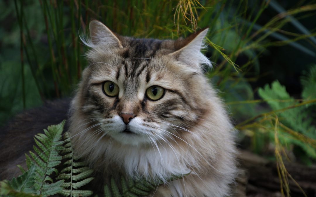 How to Know Your Pet is a Siberian Cat?