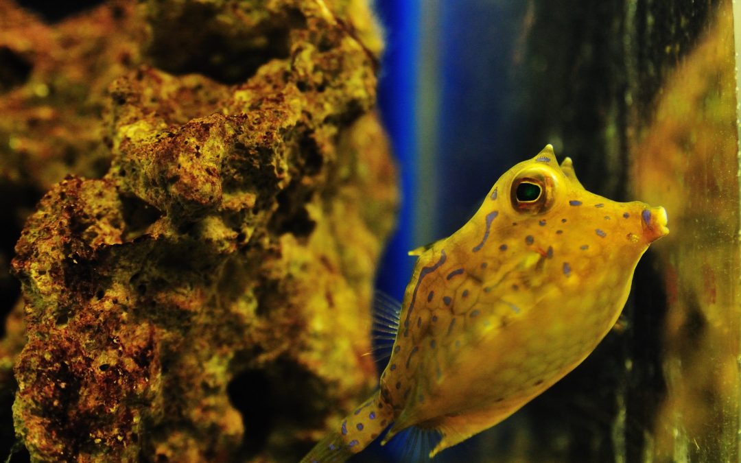 Are Saltwater Fishes Easy to Keep?