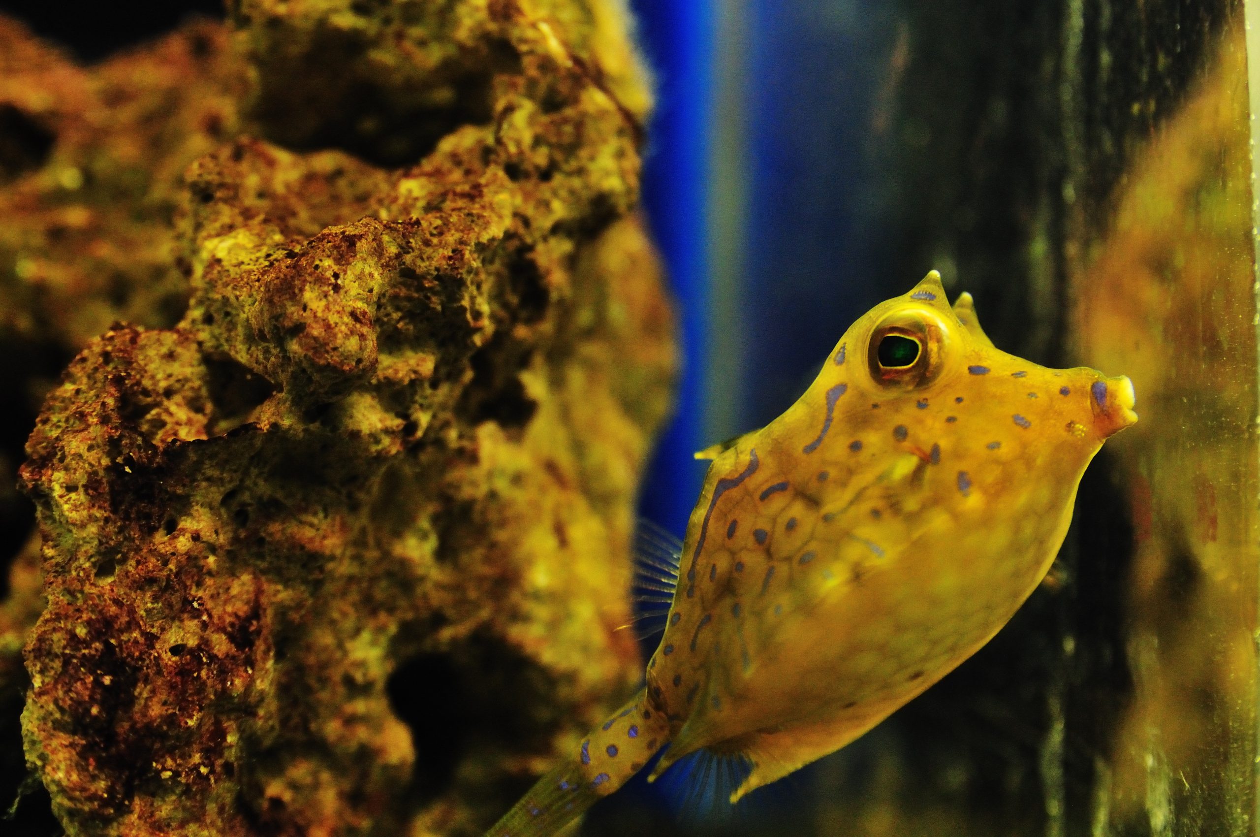 are-saltwater-fishes-easy-to-keep