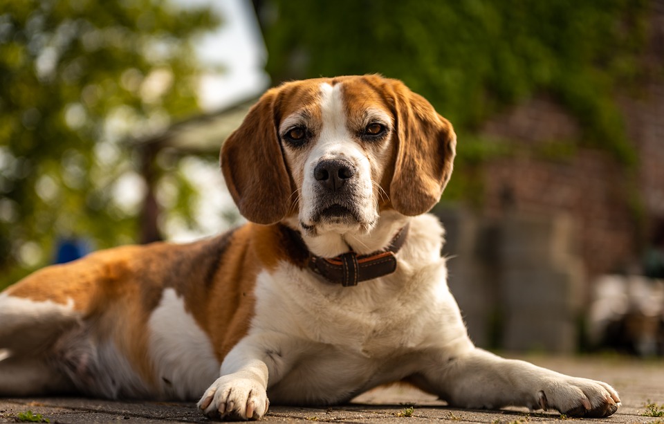 How to Care for a Beagle Dog?