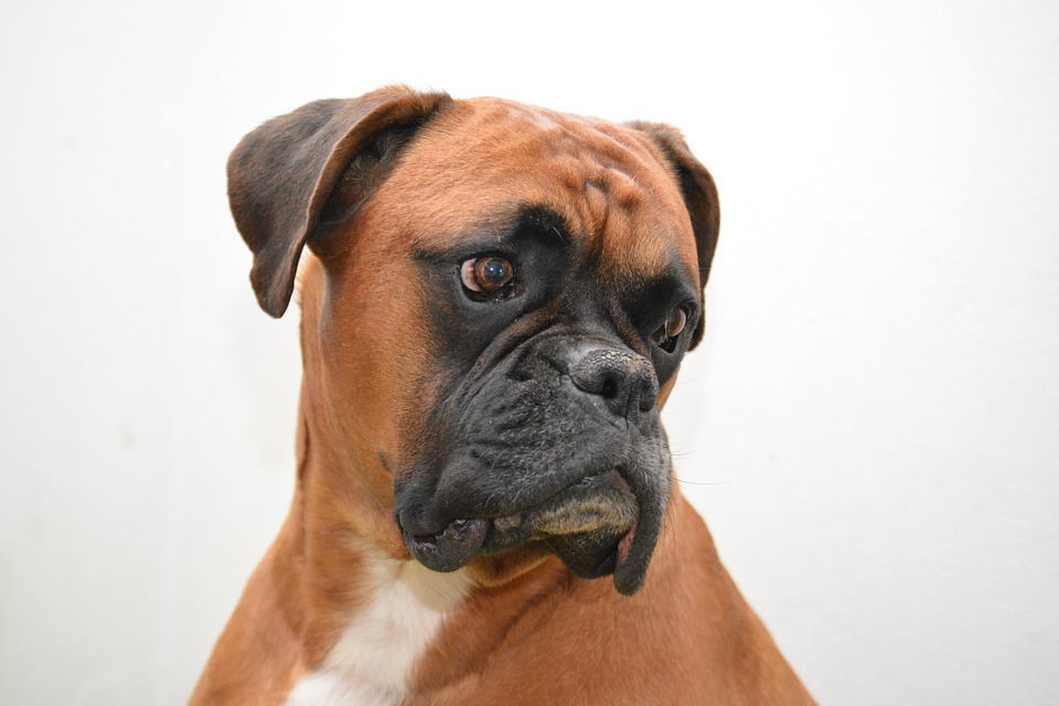 What Food to Feed Your Boxer Dog?