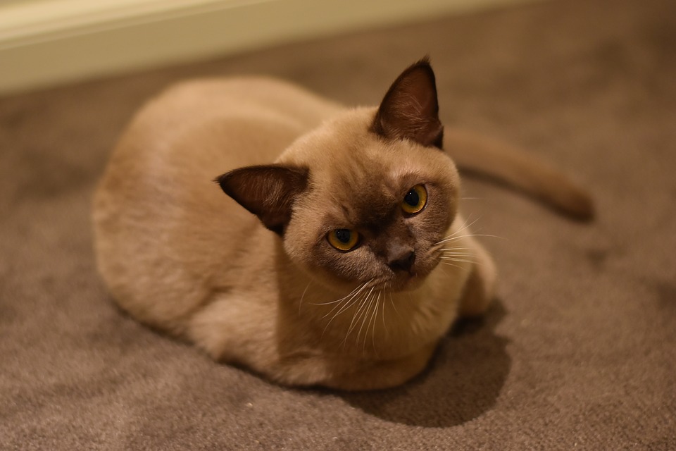 How to Care for Burmese Cats?