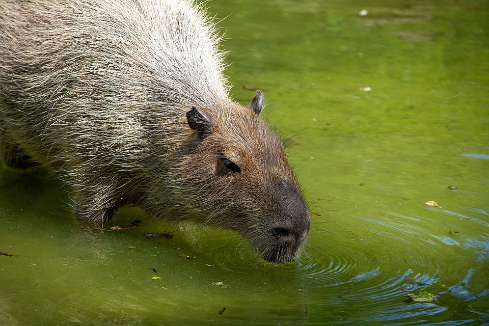 What You Need to Know About Capybaras