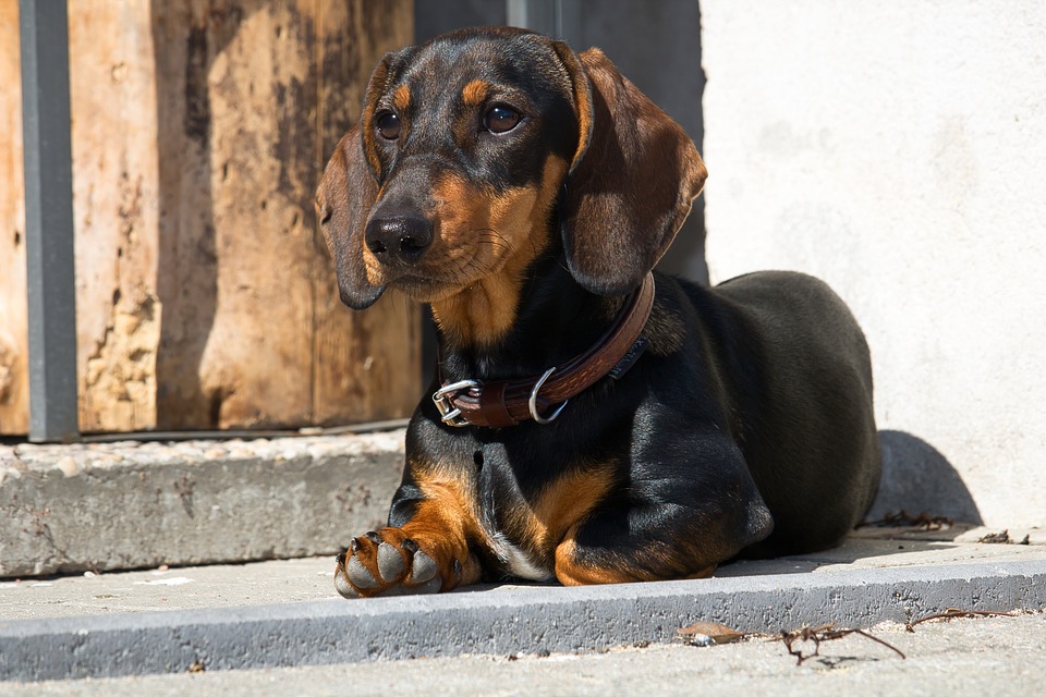 Are Dachshunds the Right Pet for You?