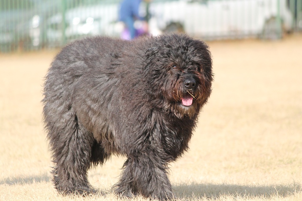 Is Bouvier – des – Flanders the Right Dog for You?