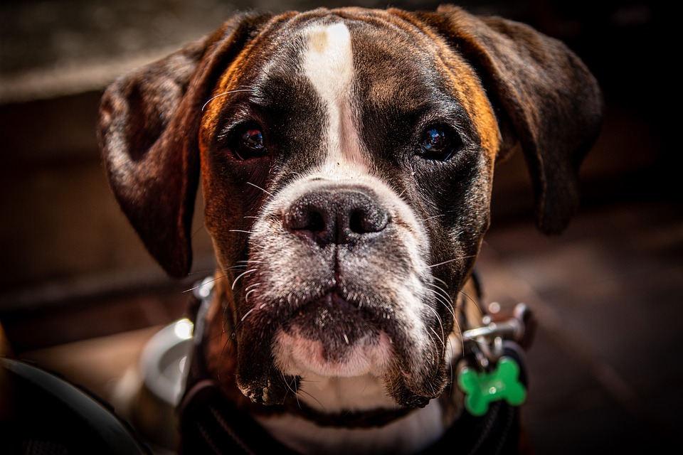 What Food to Feed Your Boxer Dog?