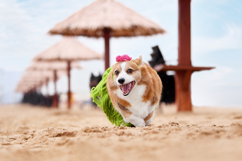 What You Need to Know About Corgi Pets?