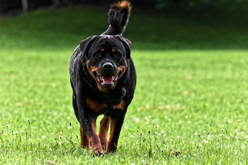 What’s the Best Dog Food for Your Rottweiler?