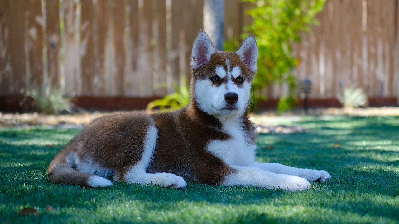 , Chapter One: Origin and History, Siberian Husky Dogs