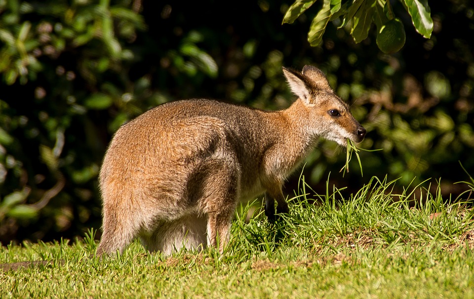 What Are the Do’s and Don’ts When Keeping Wallaroos?