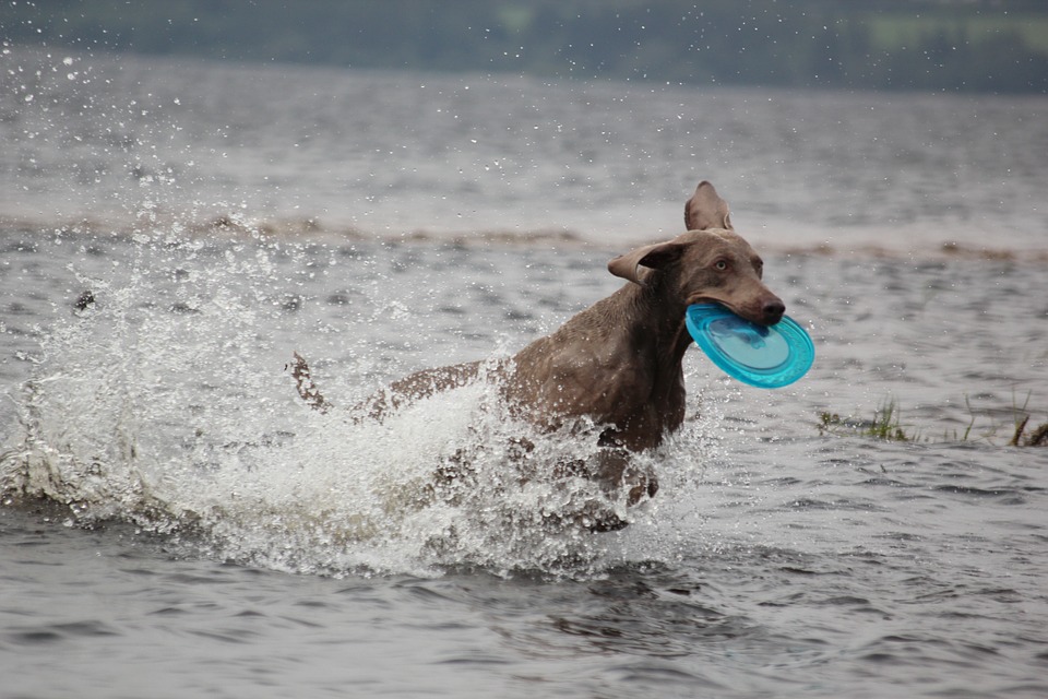 Are Weimaraners Hunter Dogs?