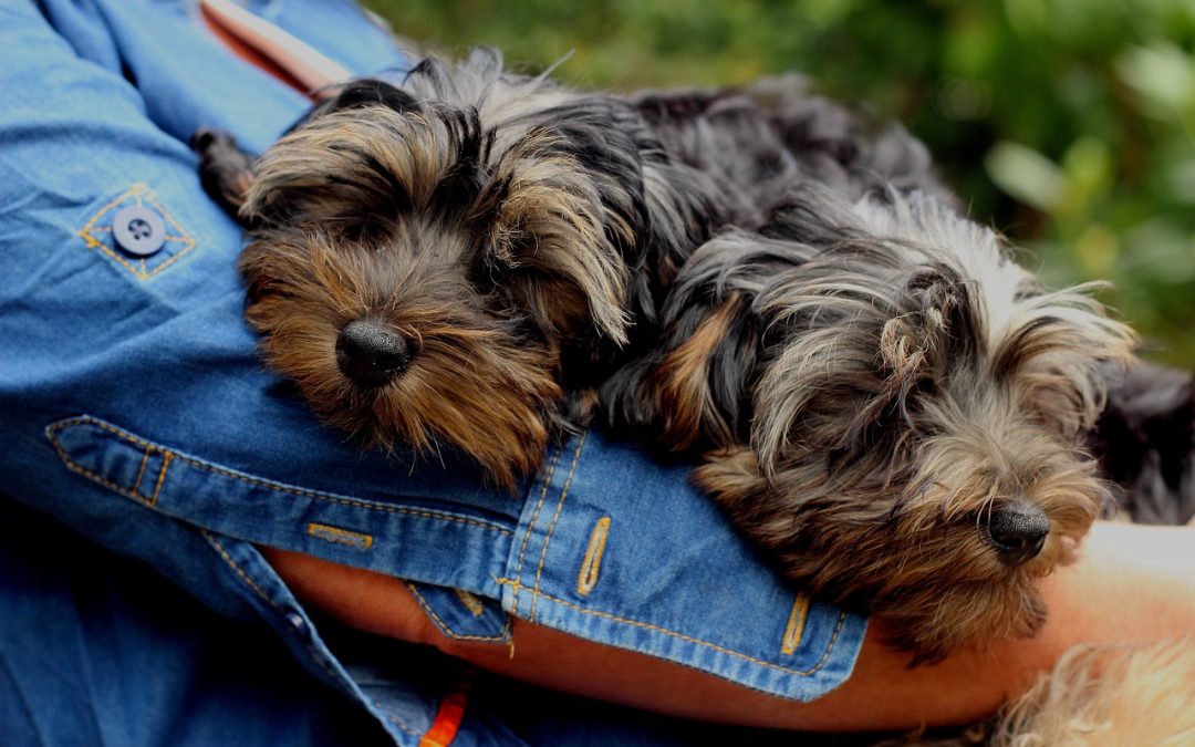 How to Socialize Your Yorkie Poo?
