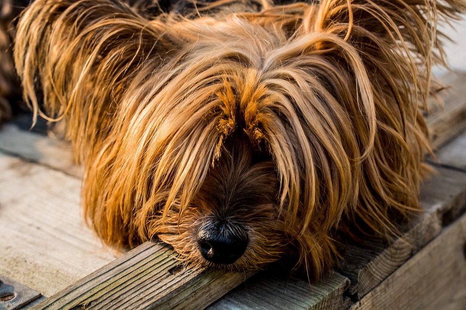 How to Care for Yorkshire Terrier Coat?