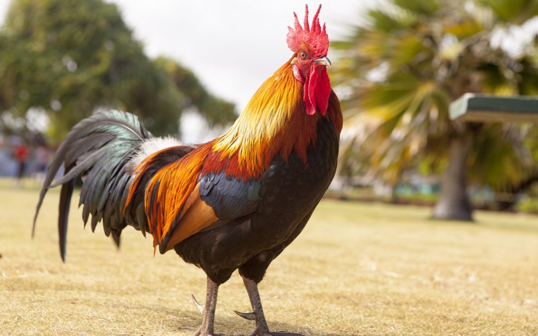 Should You Use Electric Poultry Fencing for Roosters?
