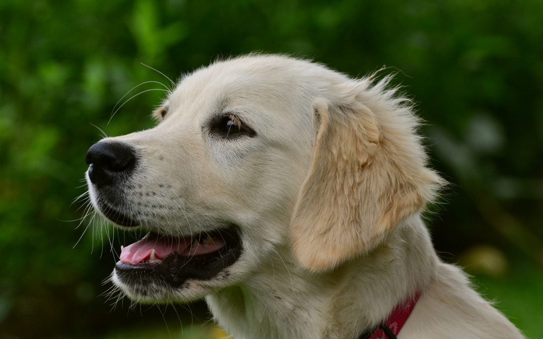 How to Deworm Golden Retriever Puppies?
