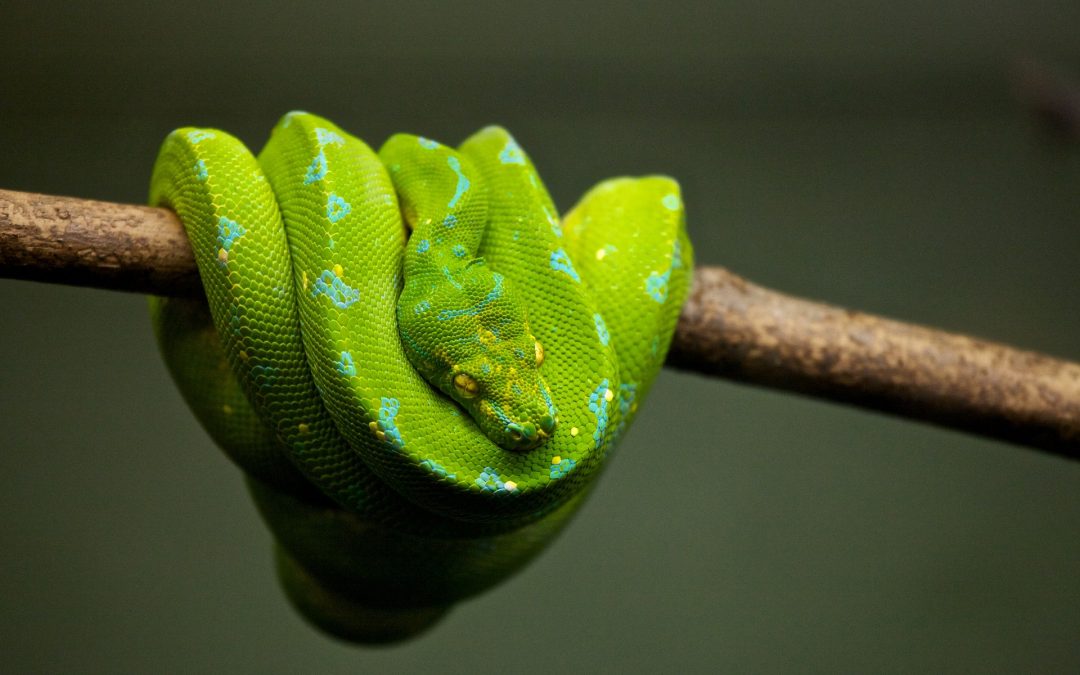 What Are the Best Bedding for Your Burmese Python Snake?