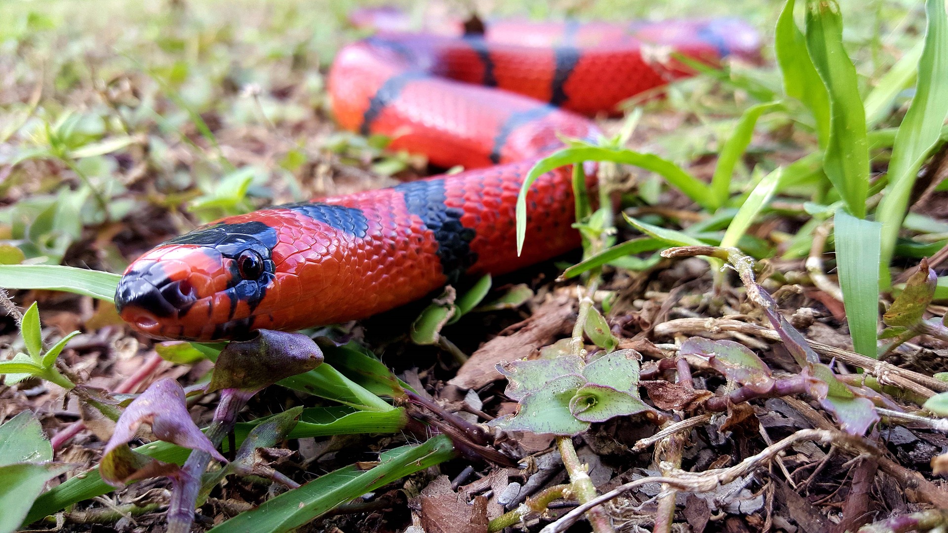 what-are-the-best-snake-bedding